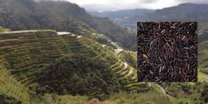 chak-hao-black-rice_in-farm_almoraz-greens_raingerindia_1200x600