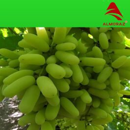 Premium Seedless Green Grapes – Export Quality Garden Fresh | per KG