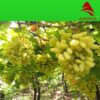 worldonetrade.com_grapes-green_nashik-crop-2025-06_500x500px