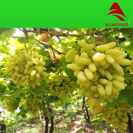 worldonetrade.com_grapes-green_nashik-crop-2025-06_500x500px