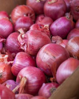 Export Quality Red Onions 2025 crops – per KG