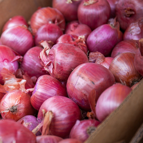 worldonetrade.com_nashik-red-onion_crop-2025-06_500x500px