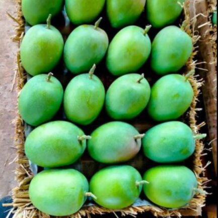 alphonso mango_ratnagiri-hapus_maharashtra_almoraz-greens_worldonetrade