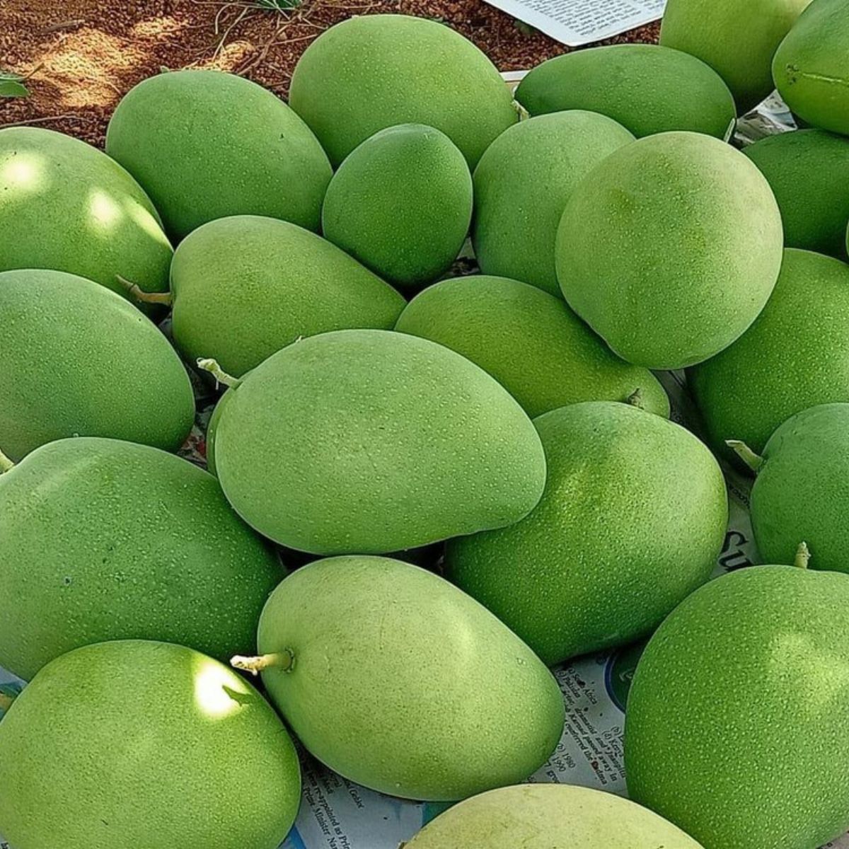 alphonso mango_ratnagiri-hapus_maharashtra_almoraz-greens_worldonetrade