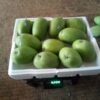 alphonso mango_ratnagiri-hapus_maharashtra_almoraz-greens_worldonetrade