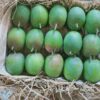 alphonso mango_ratnagiri-hapus_maharashtra_almoraz-greens_worldonetrade
