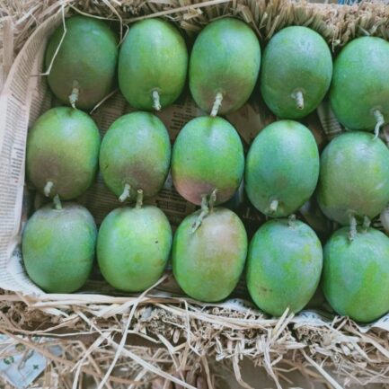 alphonso mango_ratnagiri-hapus_maharashtra_almoraz-greens_worldonetrade