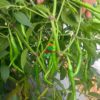 guntur sannam green chilli_worldonetrade.com_1200x1200px