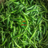 guntur sannam green chilli_worldonetrade.com_1200x1200px