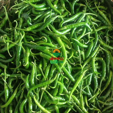 guntur sannam green chilli_worldonetrade.com_1200x1200px