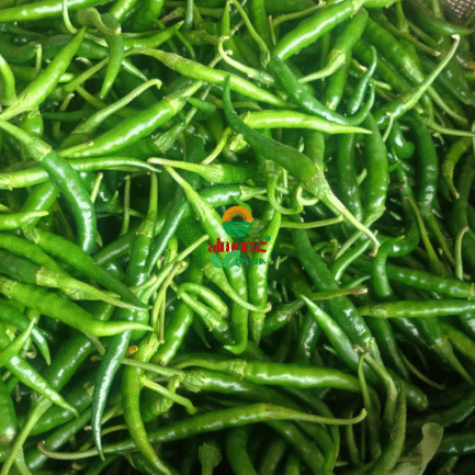 guntur sannam green chilli_worldonetrade.com_1200x1200px