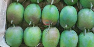 alphonso mango_ratnagiri-hapus_maharashtra_almoraz-greens_worldonetrade