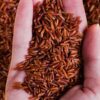 red-rice_almoraz-greens_raingerindia_600x600